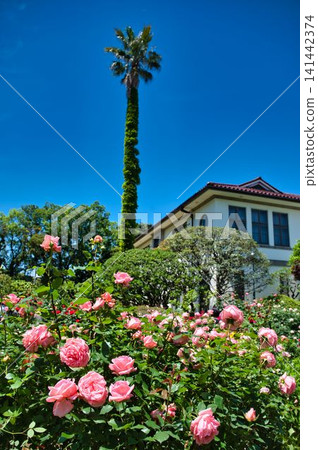 Western-style building and rose garden Western-style building and rose garden 141442374