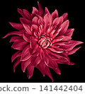 Dahlia flower  on  black  isolated background with clipping path. Closeup.  Nature. 141442404
