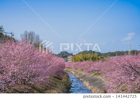 Scenery of Kawazu cherry blossoms at Higashidaiyama in Hamamatsu City (Shizuoka Prefecture) Scenery of Kawazu cherry blossoms at Higashidaiyama in Hamamatsu City (Shizuoka Prefecture) 141442725