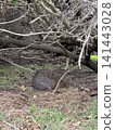 A sleeping quokka on Rottnest Island in Perth, Australia. 141443028