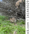 Australia Perth Rottnest Island Quokka 141443029
