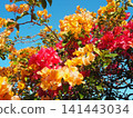 Bougainvillea in full bloom against a blue sky 141443034
