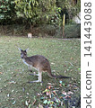 Perth, Australia - Kangaroo 141443088