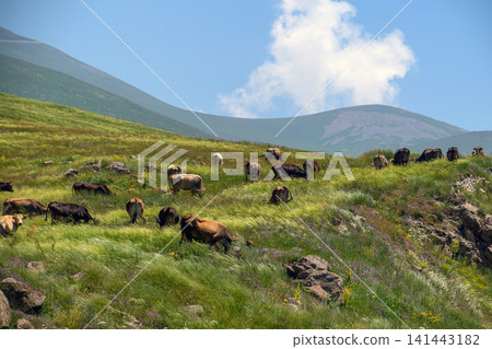 Cattle graze on green hillside under blue sky 141443182