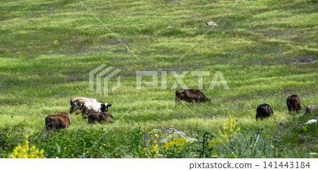 Cattle graze and rest in open green meadow with yellow flowers Cattle graze and rest in open green meadow with yellow flowers 141443184