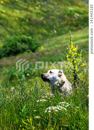 Alabay dog relaxes among wildflowers on a sunny day Alabay dog relaxes among wildflowers on a sunny day 141443185