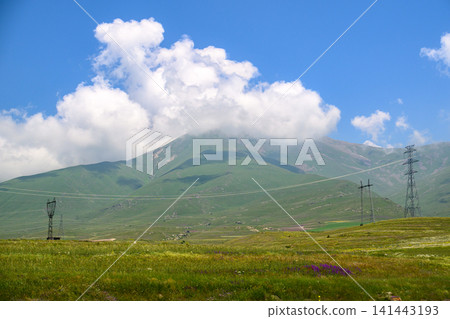 Open field with grass and small purple flowers Open field with grass and small purple flowers 141443193