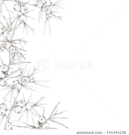 Gray pencil juniper branches with berries frame illustration decorating one side for menus, invitations, book covers, certificates, branding, packaging, stationery, posters and printable templates Gray pencil juniper branches with berries frame illustration decorating one side for menus, invitations, book covers, certificates, branding, packaging, stationery, posters and printable templates 141443236
