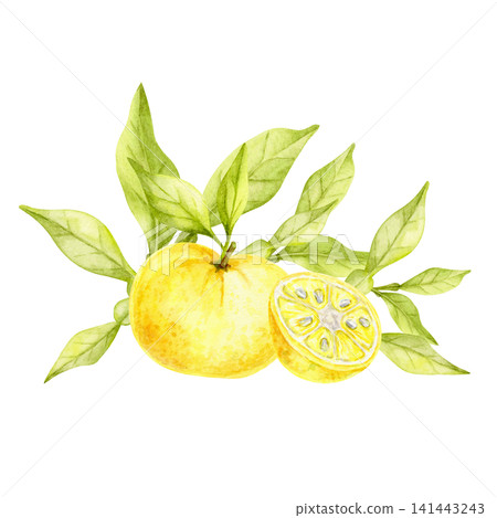 Yellow yuzu fruits, green leaves and sliced citrus watercolor illustration composition for organic product packaging, tea labels, greeting cards, cookbook covers, branding and printable stationery Yellow yuzu fruits, green leaves and sliced citrus watercolor illustration composition for organic product packaging, tea labels, greeting cards, cookbook covers, branding and printable stationery 141443243
