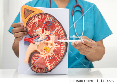 Kidney disease, Chronic kidney disease ckd, Doctor hold human model to treat and study in hospital. Kidney disease, Chronic kidney disease ckd, Doctor hold human model to treat and study in hospital. 141443289