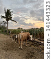 Cows on Zumbawa Island, Indonesia 141443323