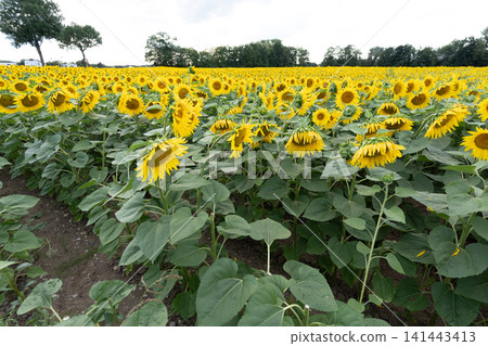 Close-up of a yellow sunflower in full bloom against blue sky, summer nature background with vivid petals and green leaves, sustainable agriculture and optimism concept Close-up of a yellow sunflower in full bloom against blue sky, summer nature background with vivid petals and green leaves, sustainable agriculture and optimism concept 141443413