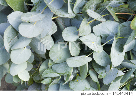 eucalyptus leaves in the market, close-up image eucalyptus leaves in the market, close-up image 141443414