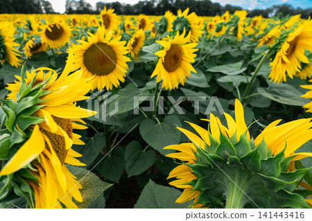 Close-up of a yellow sunflower in full bloom against blue sky, summer nature background with vivid petals and green leaves, sustainable agriculture and optimism concept Close-up of a yellow sunflower in full bloom against blue sky, summer nature background with vivid petals and green leaves, sustainable agriculture and optimism concept 141443416