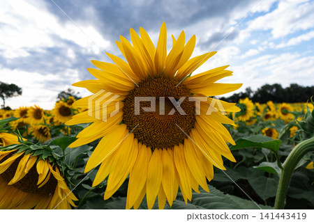 Close-up of a yellow sunflower in full bloom against blue sky, summer nature background with vivid petals and green leaves, sustainable agriculture and optimism concept Close-up of a yellow sunflower in full bloom against blue sky, summer nature background with vivid petals and green leaves, sustainable agriculture and optimism concept 141443419