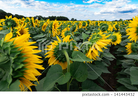 Close-up of a yellow sunflower in full bloom against blue sky, summer nature background with vivid petals and green leaves, sustainable agriculture and optimism concept Close-up of a yellow sunflower in full bloom against blue sky, summer nature background with vivid petals and green leaves, sustainable agriculture and optimism concept 141443432