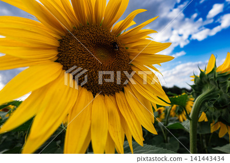 Close-up of a yellow sunflower in full bloom against blue sky, summer nature background with vivid petals and green leaves, sustainable agriculture and optimism concept Close-up of a yellow sunflower in full bloom against blue sky, summer nature background with vivid petals and green leaves, sustainable agriculture and optimism concept 141443434