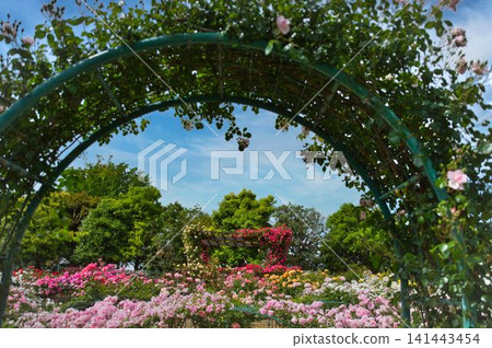 從入口拱門可眺望玫瑰園 從入口拱門可眺望玫瑰園 141443454
