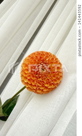 Dahlia Flower on Soft White Fabric Background 141443592