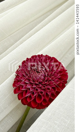 Dahlia Flower on Soft White Fabric Background Dahlia Flower on Soft White Fabric Background 141443593