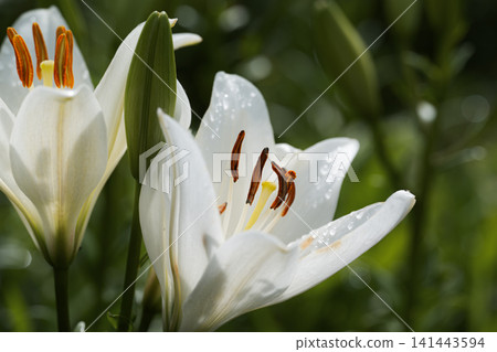 潔白的百合花和花苞盛開,點綴著晶瑩的露珠。 潔白的百合花和花苞盛開,點綴著晶瑩的露珠。 141443594