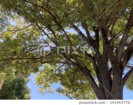 Looking at the sky from the shade of a tree in the scorching heat of July Looking at the sky from the shade of a tree in the scorching heat of July 141443770