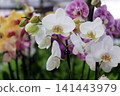 Flowers exposed on Floraart, 52 international garden exhibition on lake Bundek in Zagreb 141443979