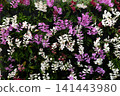 Flowers exposed on Floraart, 52 international garden exhibition on lake Bundek in Zagreb 141443980