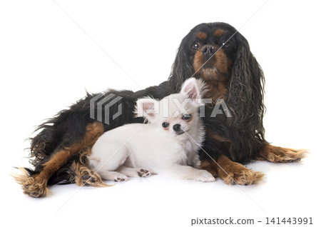 cavalier king charles and chihuahua cavalier king charles and chihuahua 141443991