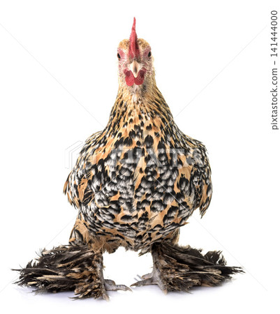 Booted Bantam in studio Booted Bantam in studio 141444000