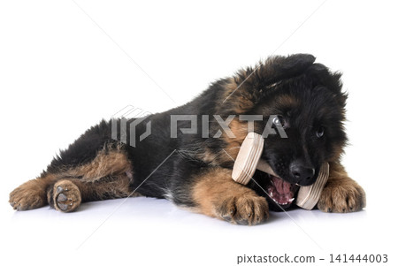 puppy german shepherd puppy german shepherd 141444003