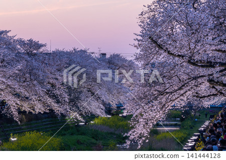 調布市野川町,僅此一晚,為您呈現夢幻般的夜間櫻花燈光秀。 調布市野川町,僅此一晚,為您呈現夢幻般的夜間櫻花燈光秀。 141444128
