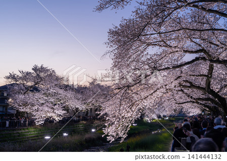 調布市野川町，僅此一晚，為您呈現夢幻般的夜間櫻花燈光秀。 141444132