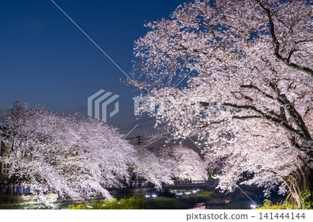 A magical nighttime cherry blossom illumination in Nogawa, Chofu City, for one night only. A magical nighttime cherry blossom illumination in Nogawa, Chofu City, for one night only. 141444144