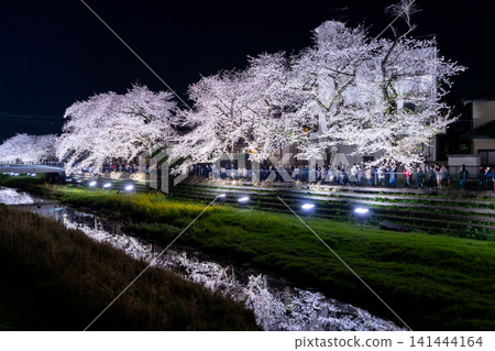 調布市野川町，僅此一晚，為您呈現夢幻般的夜間櫻花燈光秀。 141444164