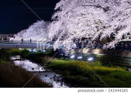 調布市野川町,僅此一晚,為您呈現夢幻般的夜間櫻花燈光秀。 調布市野川町,僅此一晚,為您呈現夢幻般的夜間櫻花燈光秀。 141444165