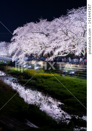 調布市野川町，僅此一晚，為您呈現夢幻般的夜間櫻花燈光秀。 141444167