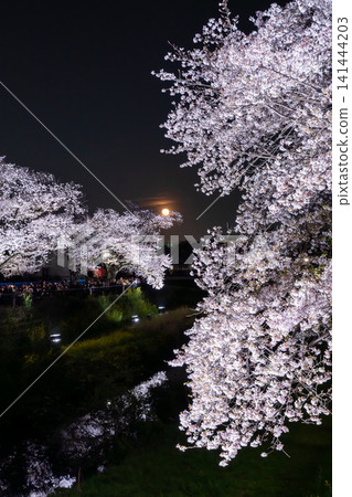 調布市野川町，僅此一晚，為您呈現夢幻般的夜間櫻花燈光秀。 141444203