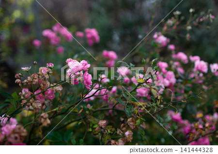 serene pink roses blooming in a garden close-up with green leaves and plant material, natural and peaceful floral design photography for in editorial and educational contexts. serene pink roses blooming in a garden close-up with green leaves and plant material, natural and peaceful floral design photography for in editorial and educational contexts. 141444328