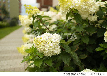 Beautiful blooming hydrangea bushes in modern residential courtyard Beautiful blooming hydrangea bushes in modern residential courtyard 141444332