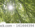 Fresh green trees bathed in sunlight 141444394