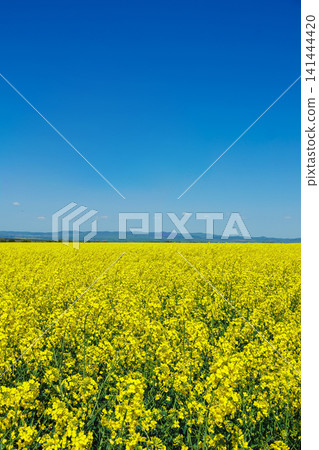 Bright yellow flowers cover a large field under a clear blue sky in a rural area during the day Bright yellow flowers cover a large field under a clear blue sky in a rural area during the day 141444420