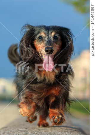 A vertical view of a happy, long-haired, black and red dachshund running forward with its tongue hanging out, the background is blurred A vertical view of a happy, long-haired, black and red dachshund running forward with its tongue hanging out, the background is blurred 141445097