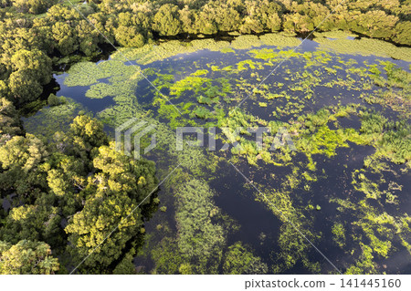 Florida wetlands with water between green wild vegetation. Tropical ecosystem at sunset Florida wetlands with water between green wild vegetation. Tropical ecosystem at sunset 141445160