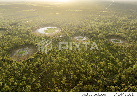 Florida wetlands with water between green wild vegetation. Tropical ecosystem at sunset 141445161