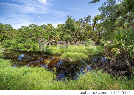 Florida subtropical jungles with green palm trees, river and wild vegetation in southern USA. Dense rainforest ecosystem Florida subtropical jungles with green palm trees, river and wild vegetation in southern USA. Dense rainforest ecosystem 141445165
