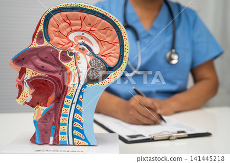 Asian doctor with half head and neck with vessels model. Asian doctor with half head and neck with vessels model. 141445218