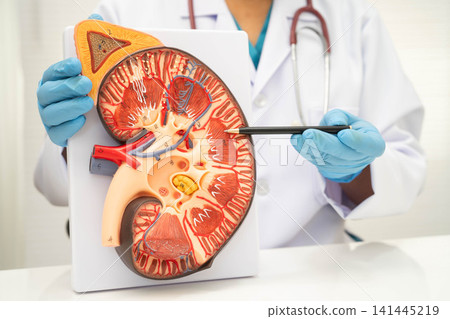 Chronic kidney disease, doctor with model for treatment urinary system, urology, Estimated glomerular filtration rate eGFR. Chronic kidney disease, doctor with model for treatment urinary system, urology, Estimated glomerular filtration rate eGFR. 141445219