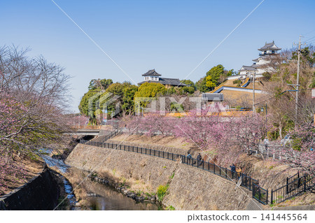 靜岡縣掛川市掛川城附近坂川河畔盛開的櫻花景色 靜岡縣掛川市掛川城附近坂川河畔盛開的櫻花景色 141445564