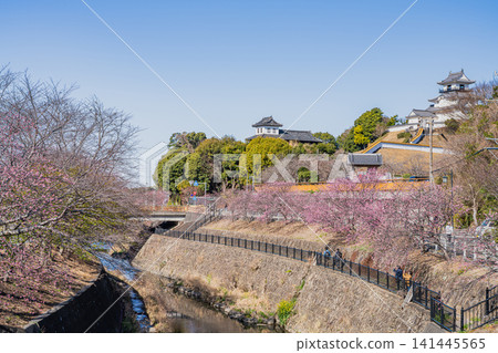 靜岡縣掛川市掛川城附近坂川河畔盛開的櫻花景色 靜岡縣掛川市掛川城附近坂川河畔盛開的櫻花景色 141445565